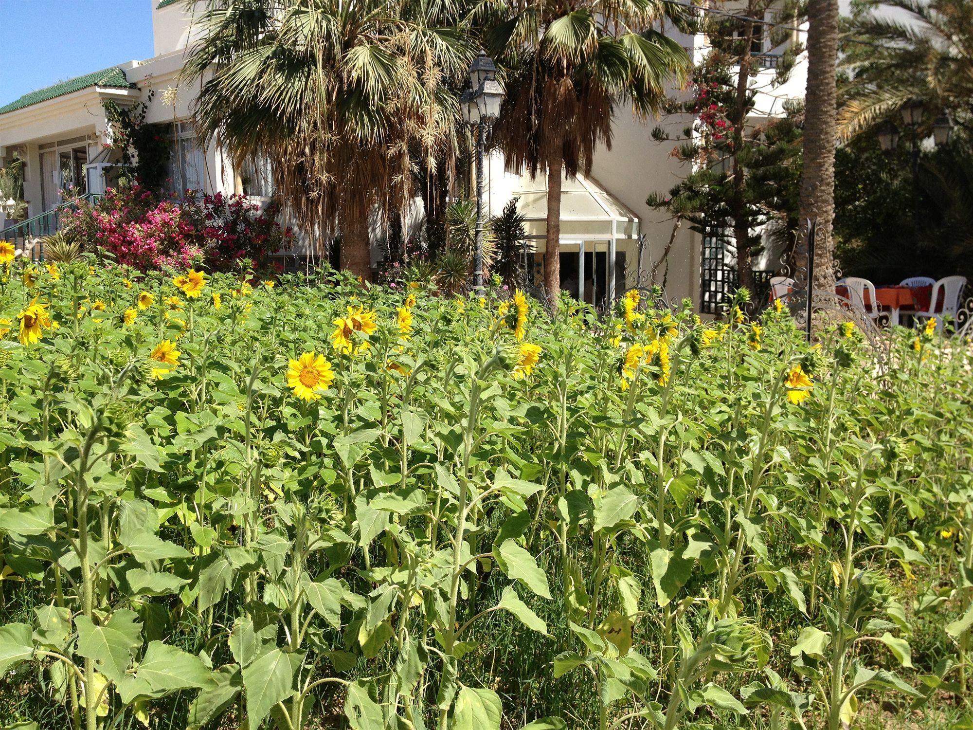 Hotel Djerba Orient Mezraia Eksteriør billede